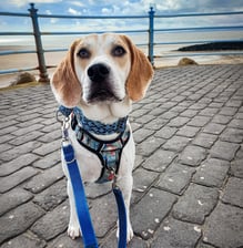 teddy_cook_the_beagle