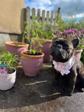 brindle_backed_stitch