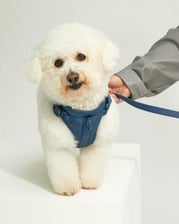 Beauthebichon17