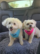 teddybanbear_7_11_16