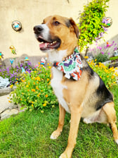 tobys_greatest_adventures