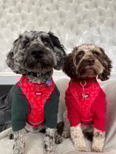 Truffles__myrtle_thecockapoos