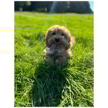 bambina.irishcockapoo