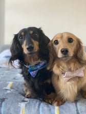 Fachshund