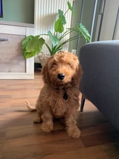labradoodle_stitch