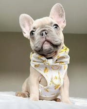 the_adorabulls_adventures