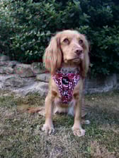 Thistle_the_cockerspaniel