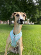 Rodney_the_lurcher