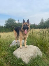 Buster_thegermanshepherd