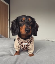 _alfiethedachshund