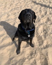 alfie.the.labrador.x