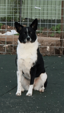 border_colliegirl_tina_