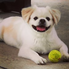 oscarthetibetanspaniel