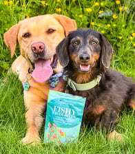 Little.and.large.adventures