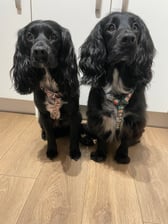 Freddie_merlintheblackspaniels