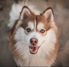 Pomskycharlie_