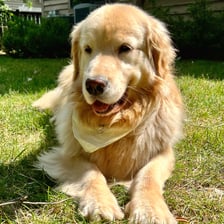 Harleythegoldengirl