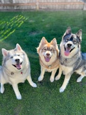 Tikanni.Kita.n.Tehya.3.sibes