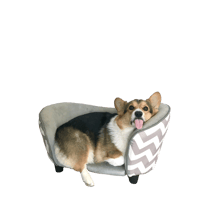 bradythecorgi
