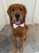 Fletcherthefieldgolden