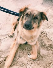 woody_theadoptiondog