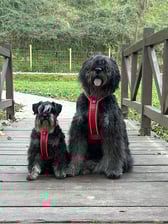 sua.onix.sora_and.family