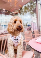 itsbuddythecockapoo_