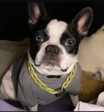 Havoc_of_madhatterland