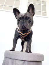 buddy.and.bella_frenchdoglife