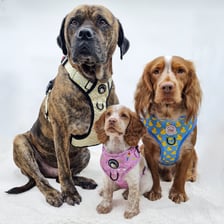 bobbybuster_andbelle