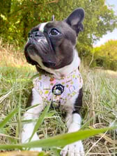 trixie.scroffler.doffler