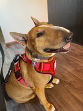 Ernie_english_bullterrier