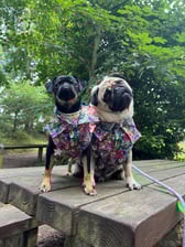 reggieroo_frankietoo