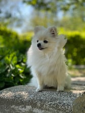 lana.pomeranian