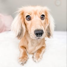 Dixie_doxie_