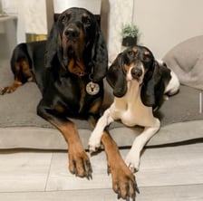 Odin_and_Novas_adventures