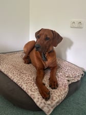 ridgeback_lyca