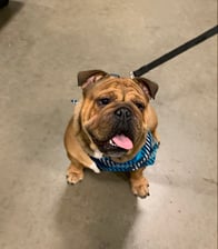 apollo_theenglishbulldog