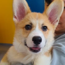pocky.corgi