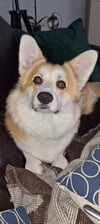 Corgi_Teddy_Mattake