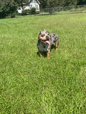 Hesco.b_knoxbullykennel