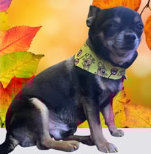 itschampthechihuahua