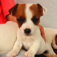 kiba_the_jackrussell