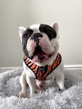 milkythefrenchbulldog