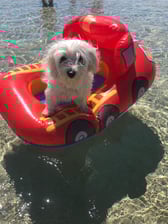 Pepito_un_angelo_di_maltese