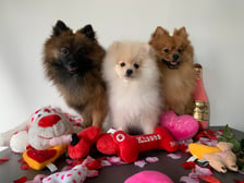 pom_pooh_pepper