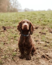 cockerspanielcalledjasper