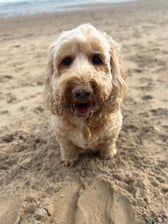 bodhi_bear_cockapoo
