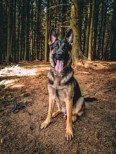 roloandfreyasadventures