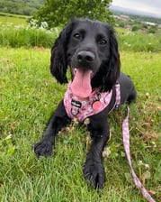 a_sprocker_called_rosie